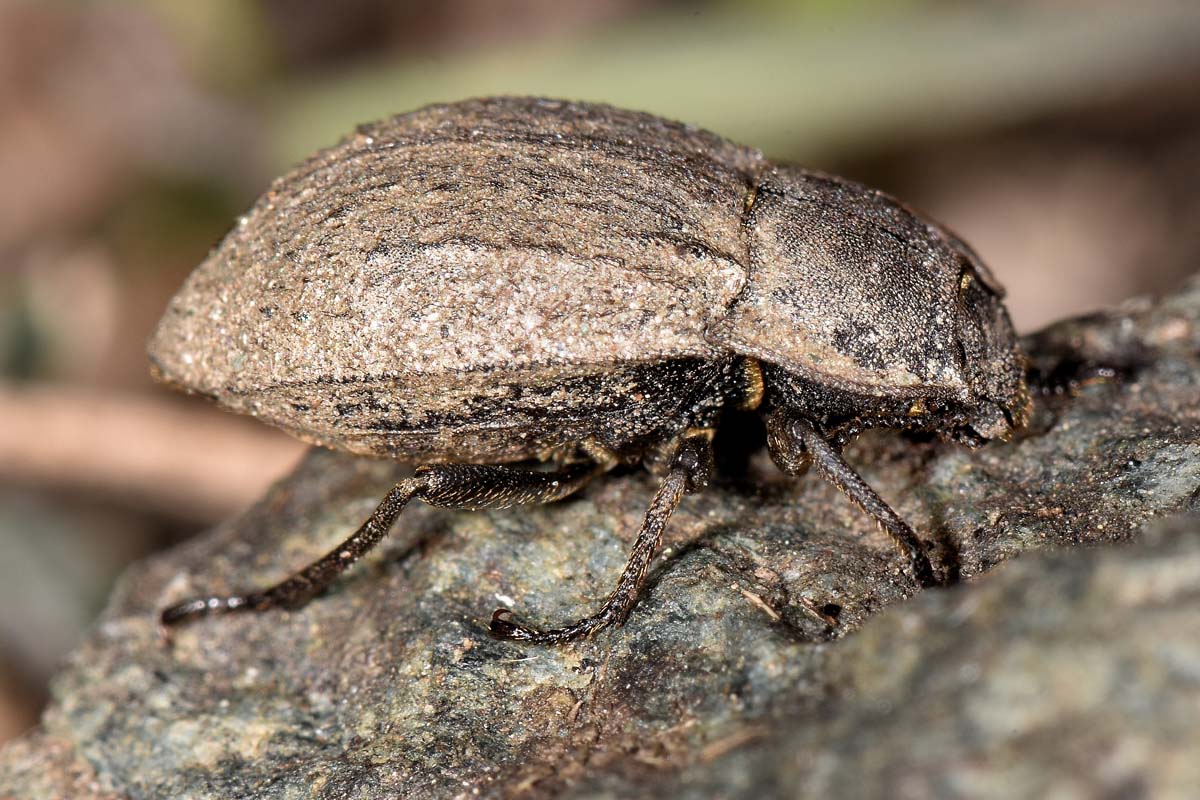 Tenebrionidae: Asida sp. anche lei?  S, Asida (Polasida) poneli